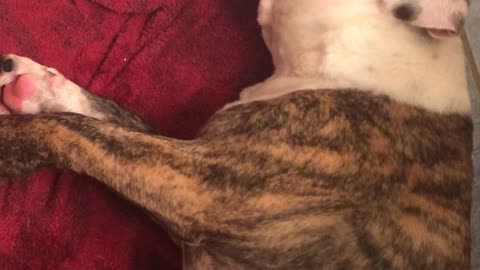 English Bulldog pouts after getting a bath