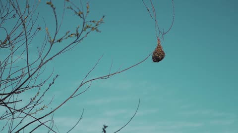 Weaver Bird Making it's Nest on a Branch