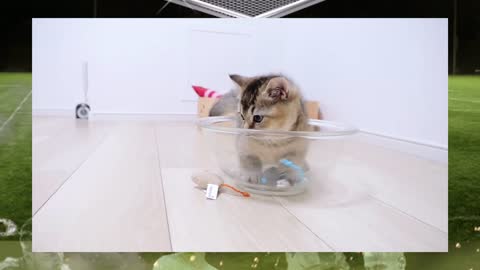 Kittens playing toys look very cute