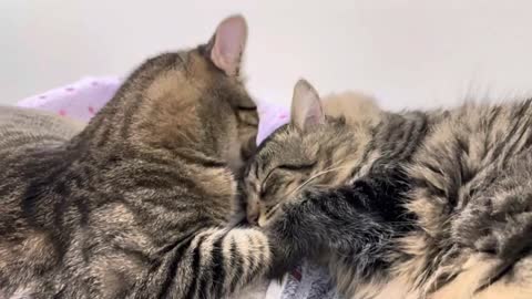 Cute cat pair love each other