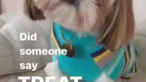Funny cute dog videos