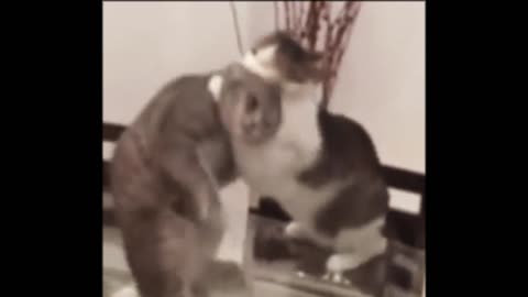 Cat against cat gif video