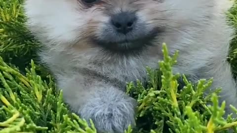-funny�� ��dogs�� viral video-(1080p)