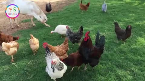 Funny Chicken Song And Funny Chicken Dance │ Dancing Rooster
