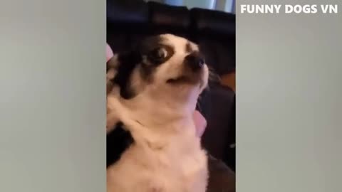 Enjoy Funny dog video