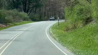 Mama Bear Crosses Road With Tiny Cubs