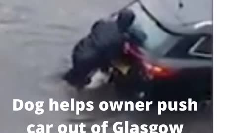 dog helps owner push car out of Glasgow floodwaters