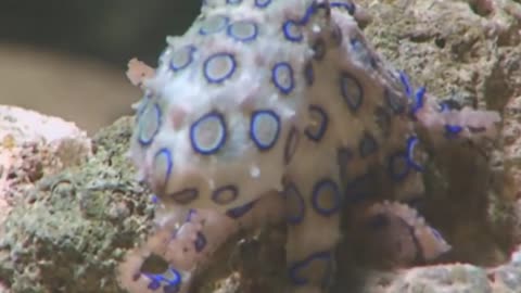 Blue Ringed Octopus Facts _ Venomous Ocean Animals Mini Documentary