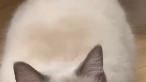Fanny cat videos | kitty cat video | Cute cat videos |