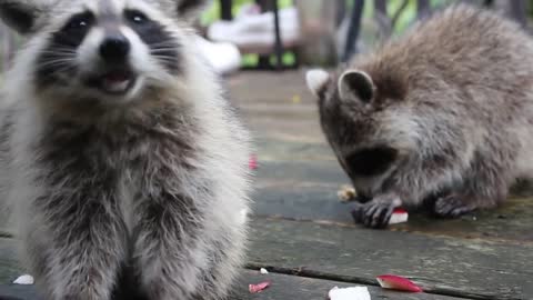 Friendly Raccoons Visit Deck Every Morning For Snacks