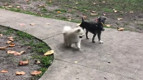 Pomeranian Puppy At The Dog Park