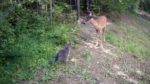 Selfish cat refuses to share food with deer