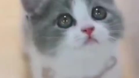 Cute caty video