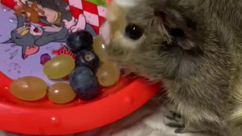 Cute guinea pig eating blueberries from a plate