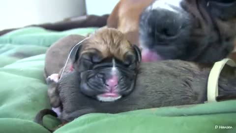 Dog Has Amazing Birth While Standing!!.