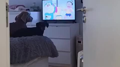 Brainwashed Dogs Watching TV