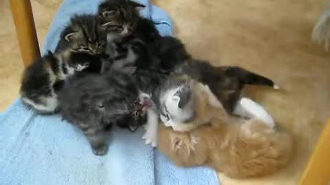 Kittens having so much fun playing
