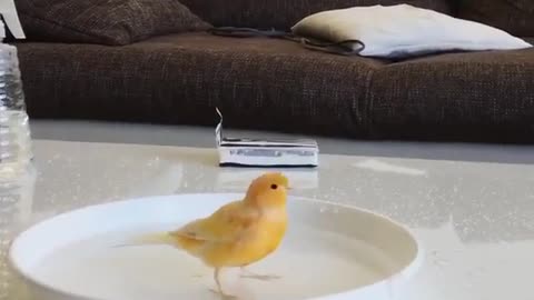 Very beautiful birds playing in plate