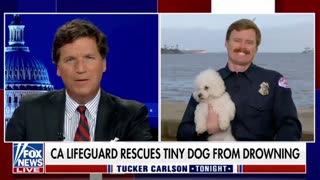 A round of applause for hero lifeguard Chase McColl who rescued a little dog named Tofu