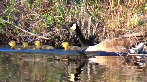 Canada Geese Family