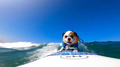 Guy Gets Surfing Bulldog to Catch Some Waves