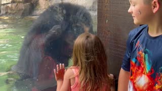 Bear and Kids Jump at the Zoo