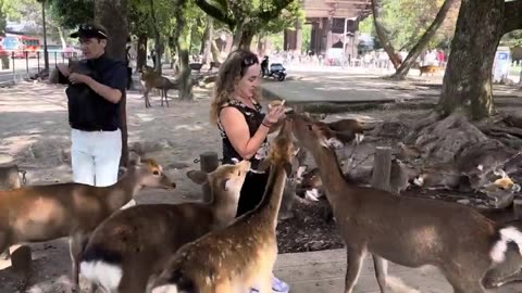 Tanya and deers in Nara Deer Park, Nara, Japan, very funny 🤣