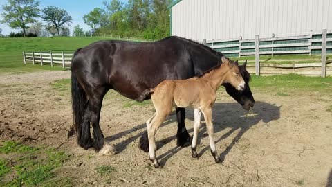 Adorable 2 day old colt