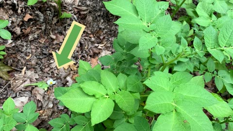 Gardening DIY - For Larger Potato Growth: Remove Blossoms