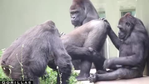 Male Gorilla Embarrassed For Mom To See His butt | The Shabani Family