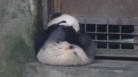 Panda, this is a serious negotiation