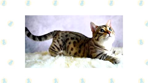 8 munchkin cat 🐈 breeds