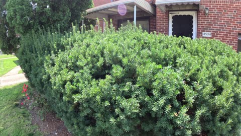 Episode 46 - To shear or not to shear? Shrub pruning advantages and techniques Pt. 2