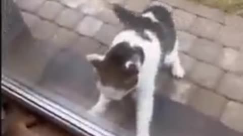 Cat slap to her bro 😤