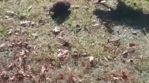 Pitbull 1 V 1 Muskrat