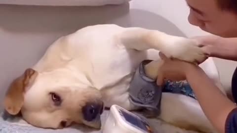 Super Funny Dog Pretending To Be ill