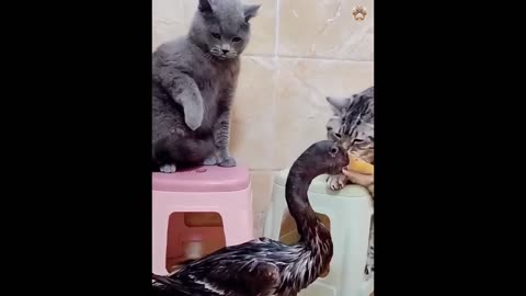 New Funny Animals 😂 Funniest Cats and Dogs Videos 😺🐶 [Jz3_xAVxy5g]