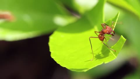 Coolest Animals with Symbiotic Relationships