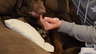 Dog Is A Great Manicure Assistant