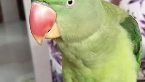 Funny And Cute Parrots