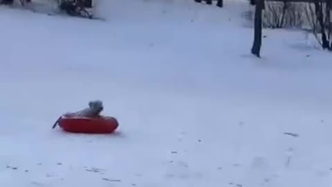 Little cutie goes snow tubing