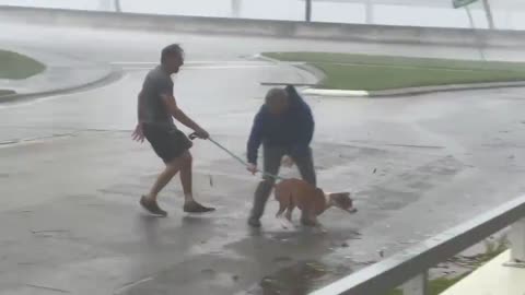 Dog Rescued From Sailboat in Fort Myers