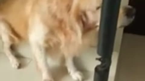 🐶Awkwardly Adorable: Dog Finds the Strangest Stair Sleeping Spot!