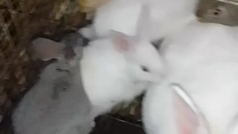 Rabbits Funny