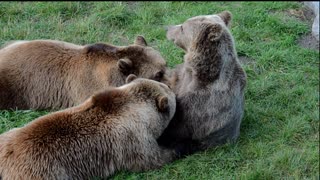 Little Cubs having Dinner from Mama