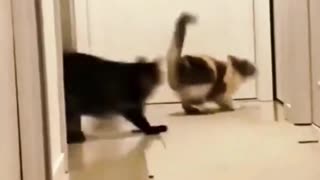 Cute cats funny compilation