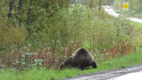 Epic grizzly bear fight!