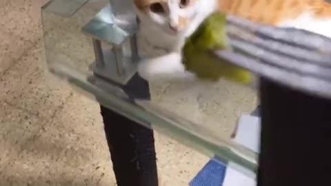 Cat Trying To Eat l Funny Cats Videos
