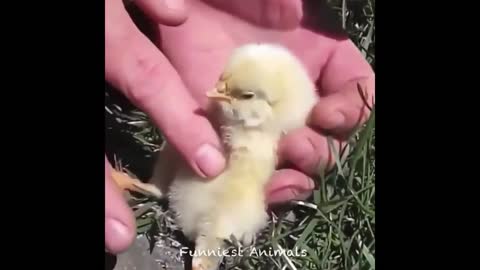 Cute baby animals Videos Compilation
