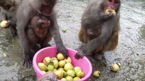 Syzygium jambos rose apple for monkey | feeding rose apple to the hungry monkey in rain|monkey fruit